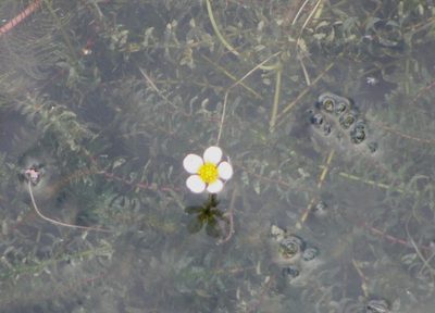 Ranunculus circinatus, photographed by Эльмира