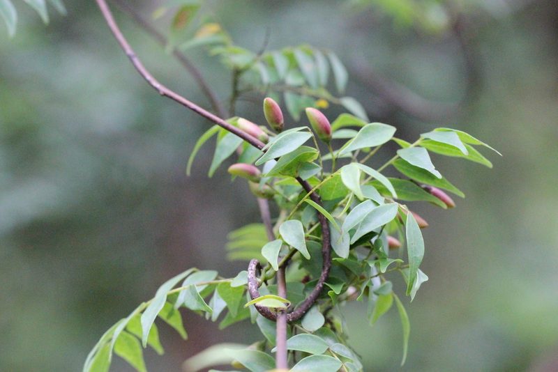 Santaloides microphylla, photographed by Agnes Trekker