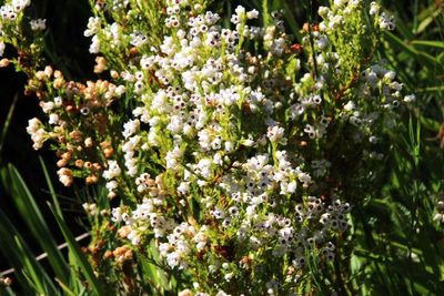 Erica margaritacea, photographed by Tony Rebelo