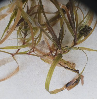 Potamogeton obtusifolius, photographed by Michael D. Pirie
