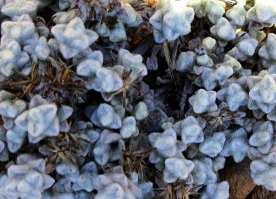 Helichrysum saxicola, photographed by Di Turner