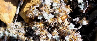 Helichrysum saxicola, photographed by Di Turner