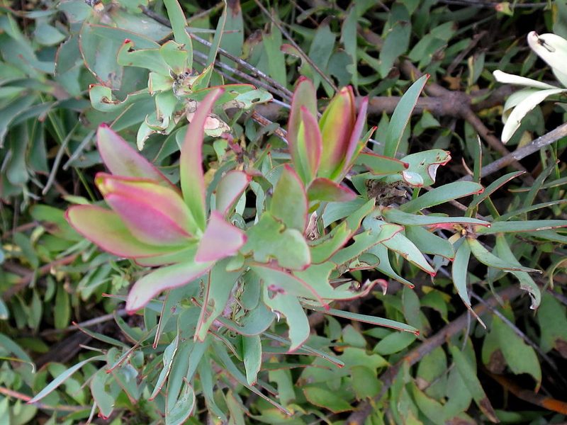Leucadendron cordatum, photographed by Di Turner