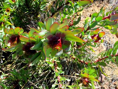 Leucadendron cordatum, photographed by Di Turner