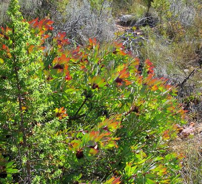 Leucadendron cordatum, photographed by Di Turner
