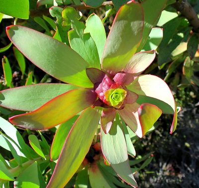 Leucadendron cordatum, photographed by Di Turner