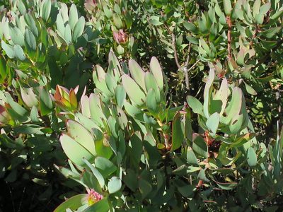 Leucadendron cordatum, photographed by Di Turner