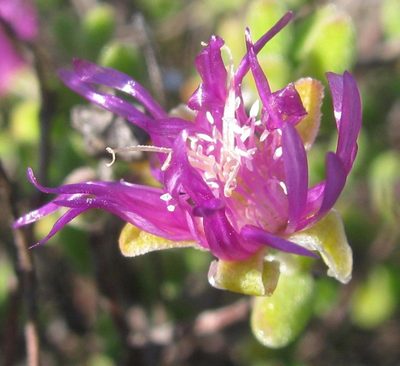 Drosanthemum globosum, photographed by douglaseustonbrown