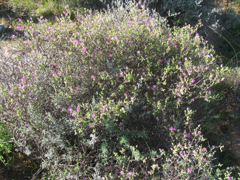 Drosanthemum globosum, photographed by douglaseustonbrown