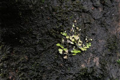 Utricularia striatula, photographed by Dinesh Valke