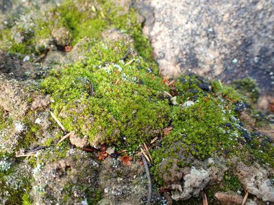 Tortula atrovirens, photographed by Nicola van Berkel