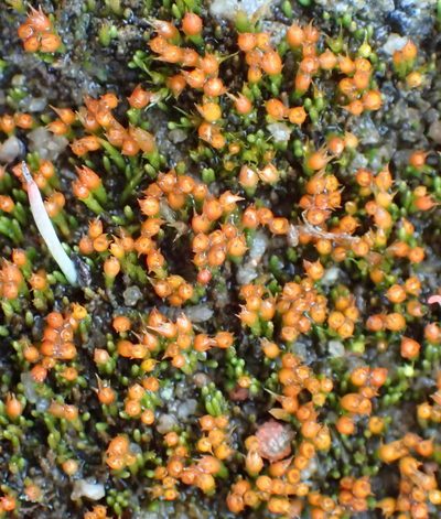 Cladophascum gymnomitrioides, photographed by Nicola van Berkel