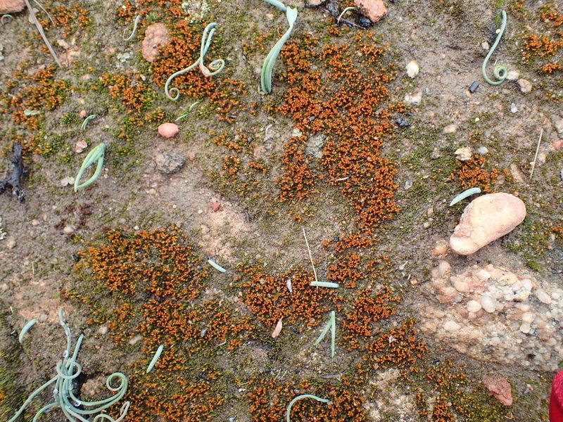 Cladophascum gymnomitrioides, photographed by Nicola van Berkel