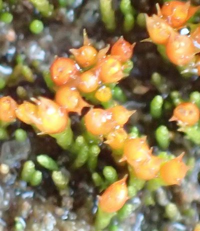 Cladophascum gymnomitrioides, photographed by Nicola van Berkel