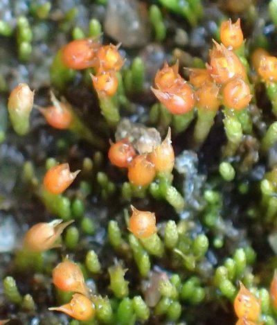 Cladophascum gymnomitrioides, photographed by Nicola van Berkel