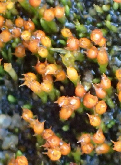 Cladophascum gymnomitrioides, photographed by Nicola van Berkel
