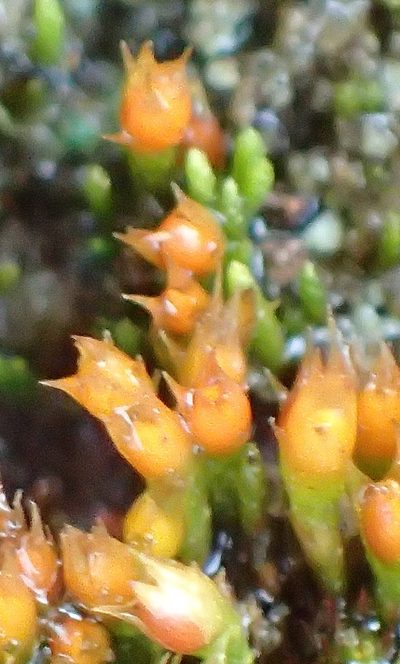 Cladophascum gymnomitrioides, photographed by Nicola van Berkel
