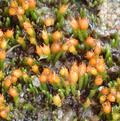Cladophascum gymnomitrioides, photographed by Nicola van Berkel