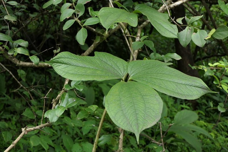 Dioscorea hispida, photographed by Dinesh Valke