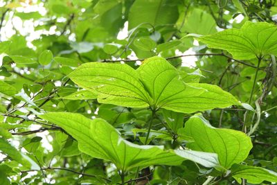 Dioscorea hispida, photographed by Dinesh Valke