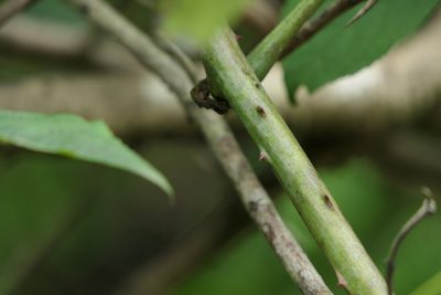 Dioscorea hispida, photographed by Dinesh Valke