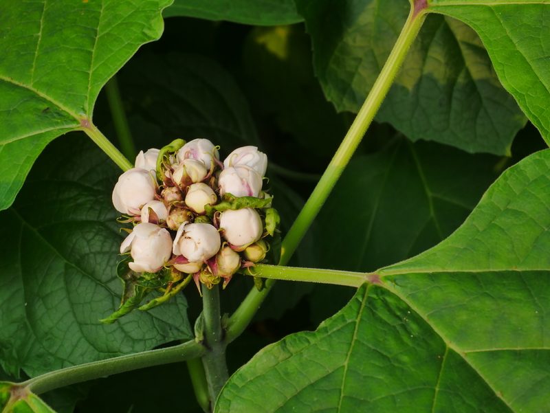 Clerodendrum chinense, photographed by Jacy Chen