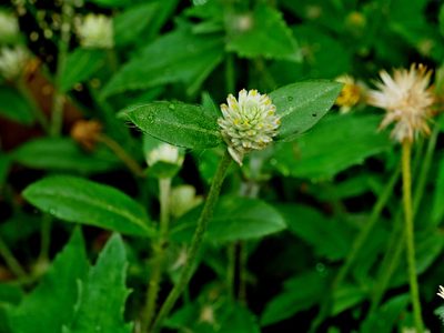 Gomphrena serrata, photographed by Jacy Chen