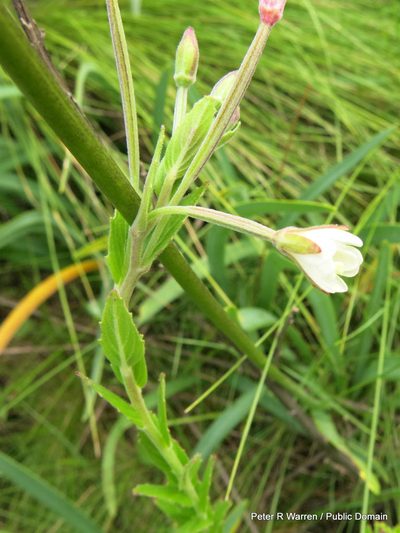 Epilobium capense, photographed by Peter Warren