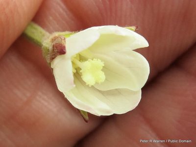 Epilobium capense, photographed by Peter Warren