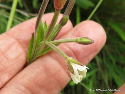 Epilobium capense, photographed by Peter Warren