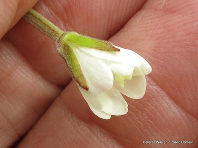 Epilobium capense, photographed by Peter Warren