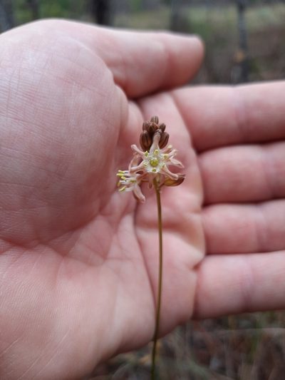 Urgineopsis salteri, photographed by Eugene Hahndiek