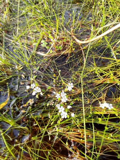 Limosella grandiflora, photographed by Eugene Hahndiek
