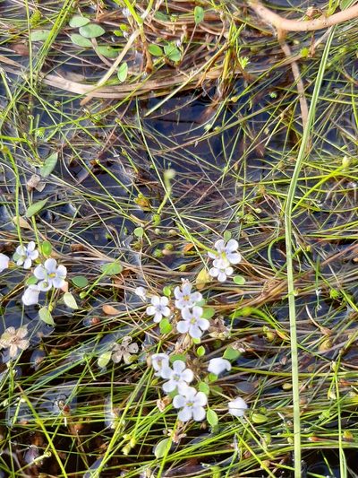 Limosella grandiflora, photographed by Eugene Hahndiek