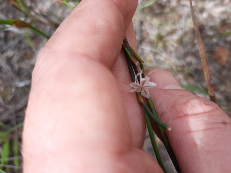 Trachyandra filiformis, photographed by Eugene Hahndiek