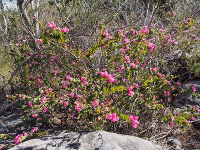 Boronia serrulata, photographed by Jesse de Vries