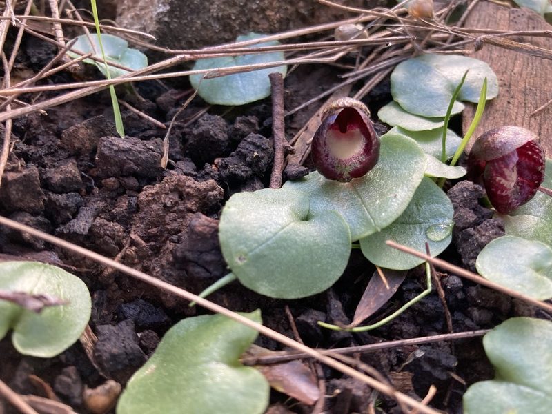 Corybas incurvus, photographed by krumpianking
