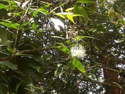 Syzygium jambos, photographed by Ben