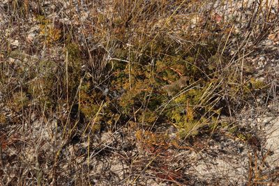 Serruria incrassata, photographed by Tony Rebelo