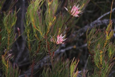 Protea odorata, photographed by Tony Rebelo