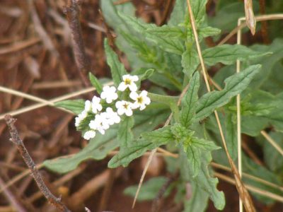 Heliotropium steudneri, photographed by Andrew Deacon