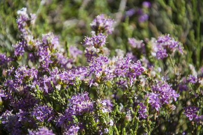 Lachnaea montana, photographed by magriet b