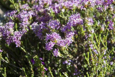 Lachnaea montana, photographed by magriet b