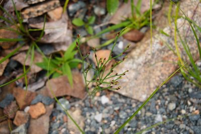 Hypericum gentianoides, photographed by Lucian Vazquez
