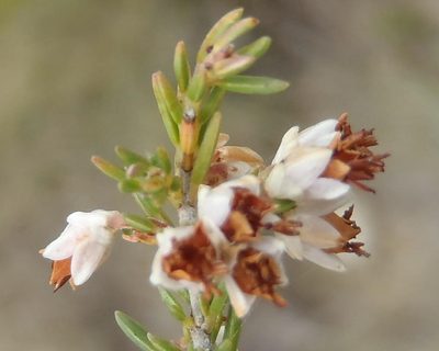Erica orientalis, photographed by Nicola van Berkel