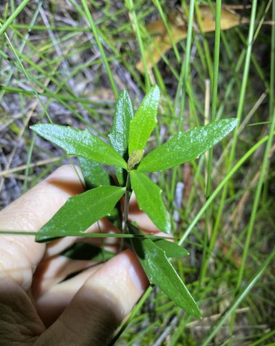 Dampiera sylvestris, photographed by Greg Tasney