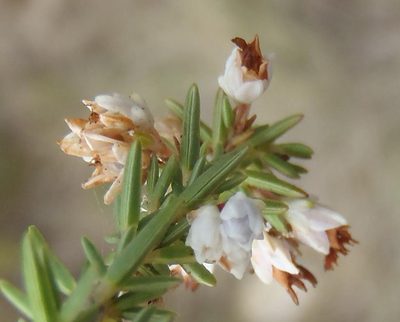 Erica orientalis, photographed by Nicola van Berkel