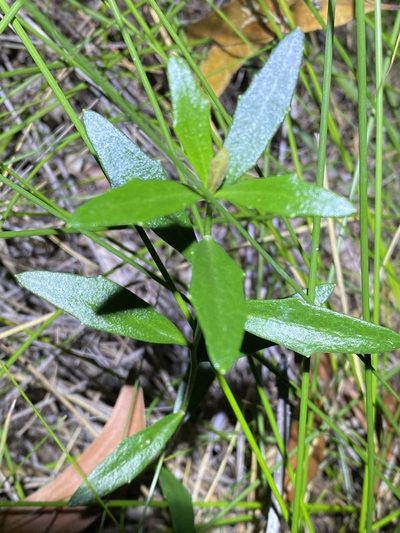 Dampiera sylvestris, photographed by Greg Tasney