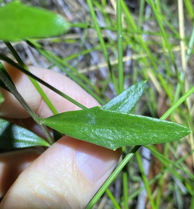 Dampiera sylvestris, photographed by Greg Tasney