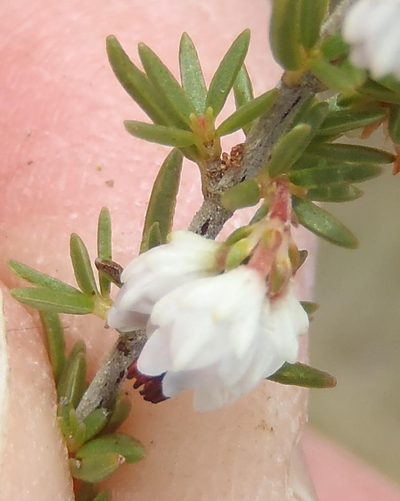 Erica orientalis, photographed by Nicola van Berkel